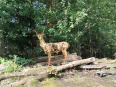 Leudal wandeling met bezoek Landart